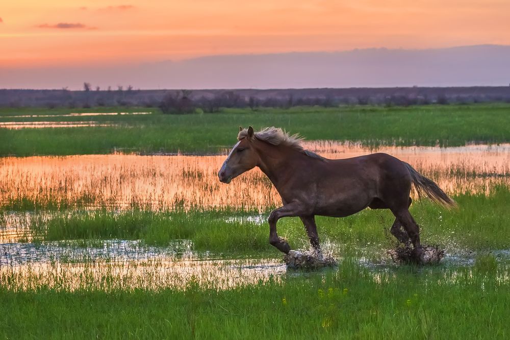 Серия &laquo;Животные у воды&raquo;
