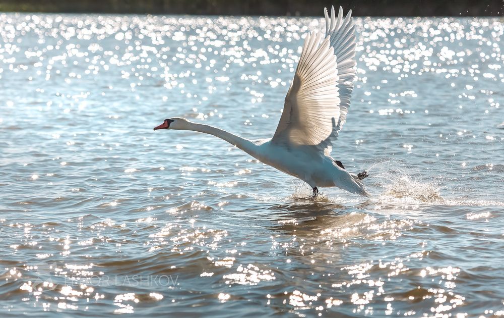 Серия &laquo;Животные у воды&raquo;