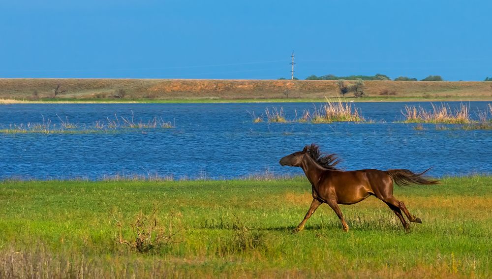 Серия &laquo;Животные у воды&raquo;