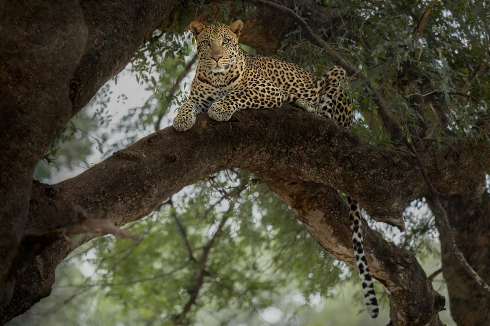 Leopard in a Mashatu tree, Botswana