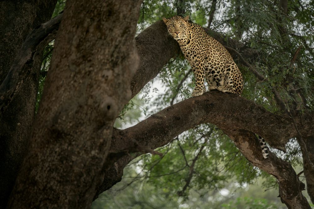 Leopard in a Mashatu tree, Botswana
