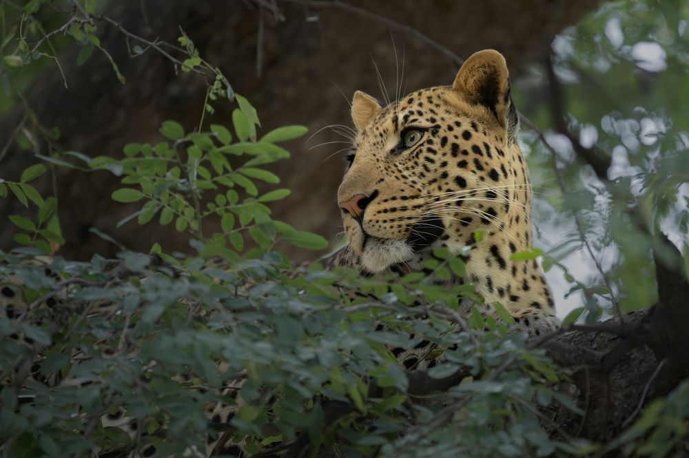 Leopard in a Mashatu tree, Botswana