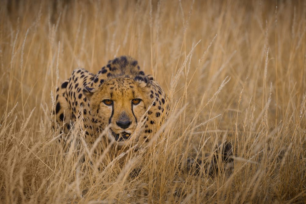 Cheetahs in golden light