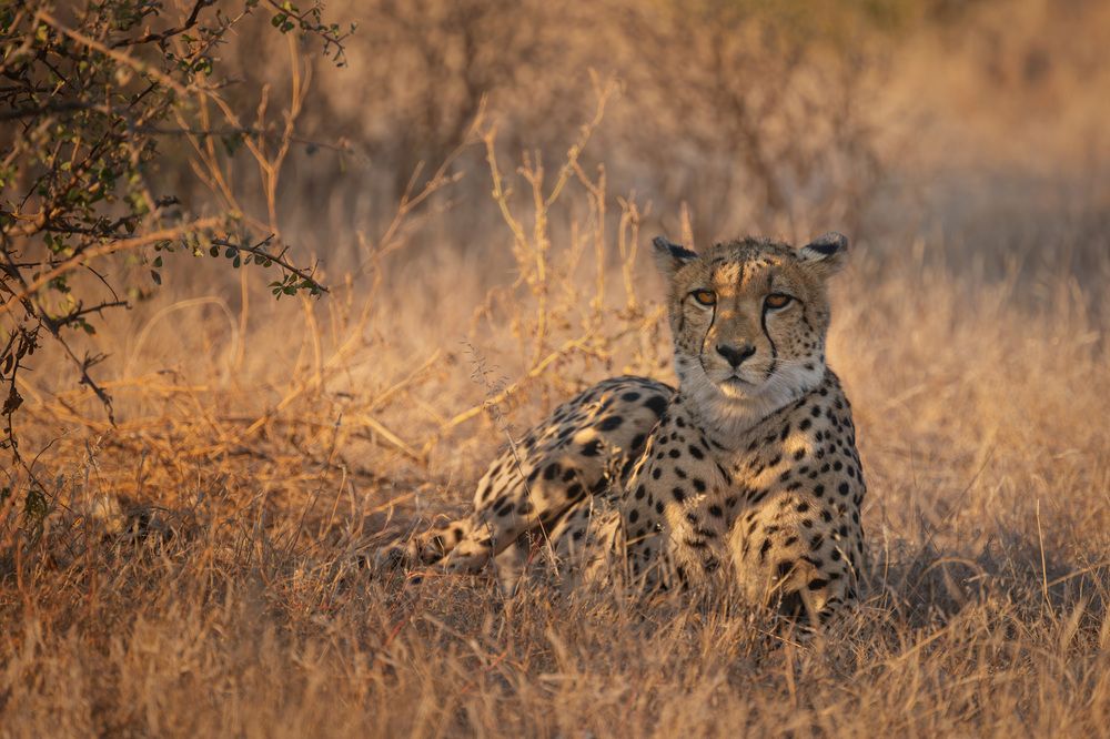 Cheetahs in golden light