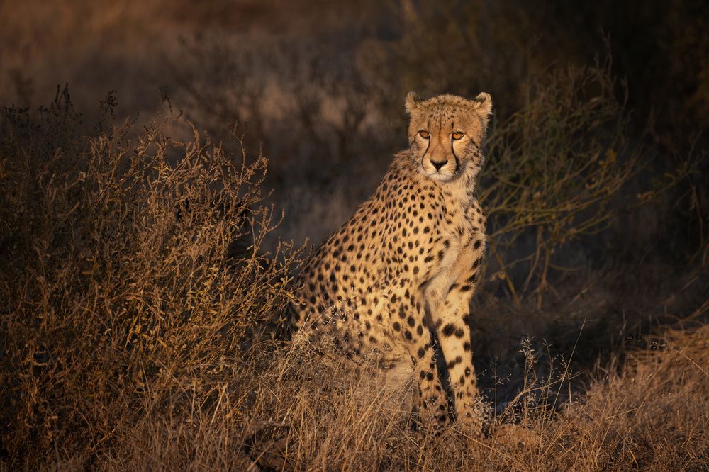 Cheetahs in golden light