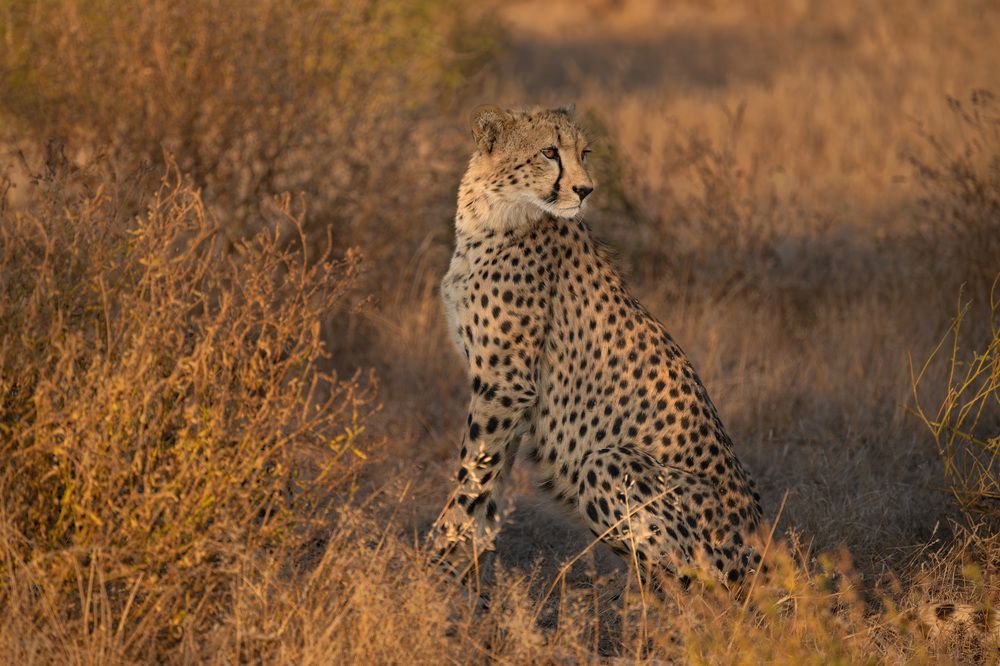 Cheetahs in golden light