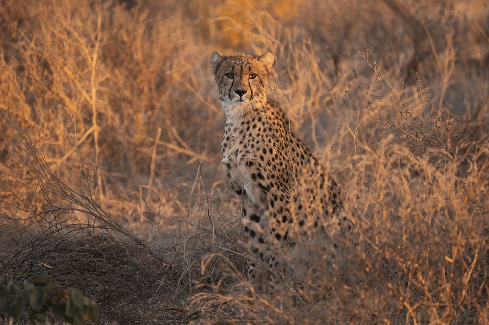Cheetahs in golden light