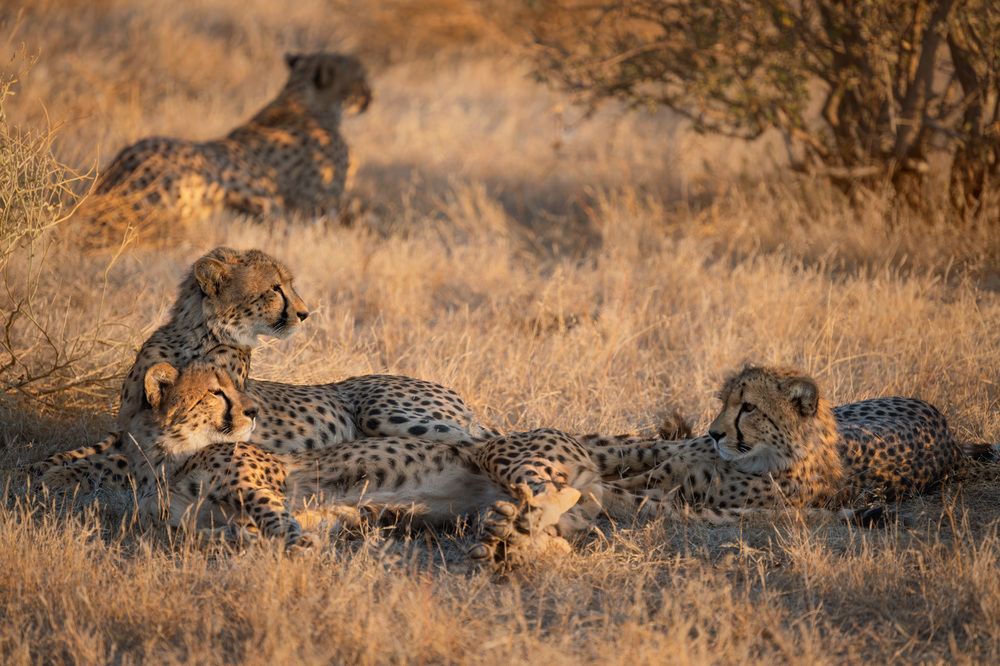 Cheetahs in golden light