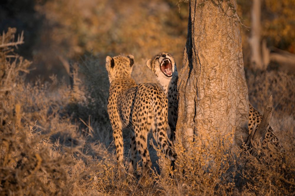Cheetahs in golden light