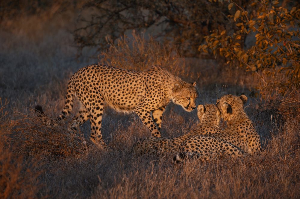 Cheetahs in golden light