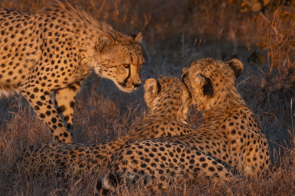 Cheetahs in golden light