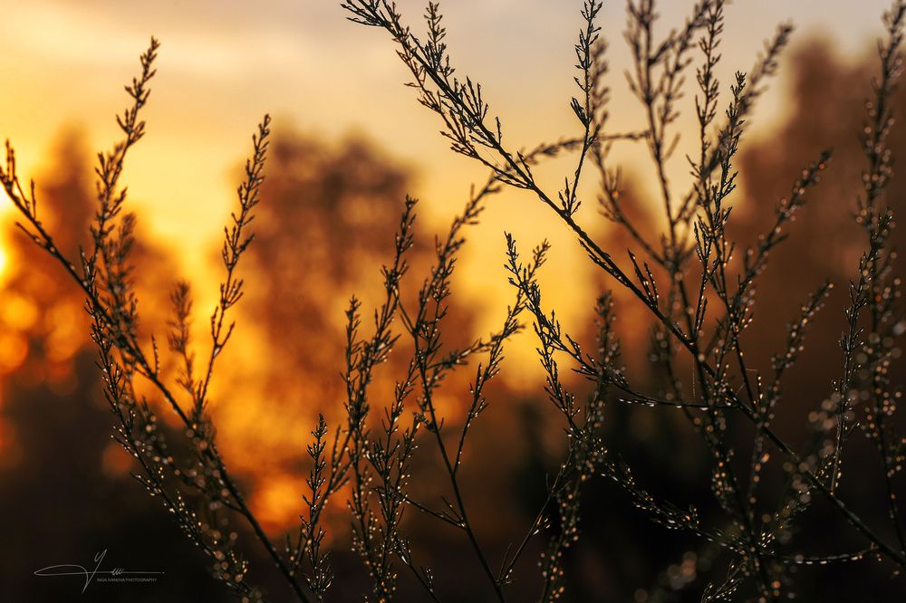 August has arrived in Latgale too 2025