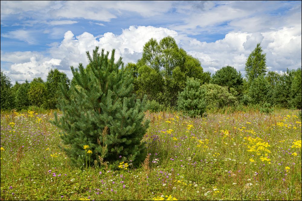Вершина лета