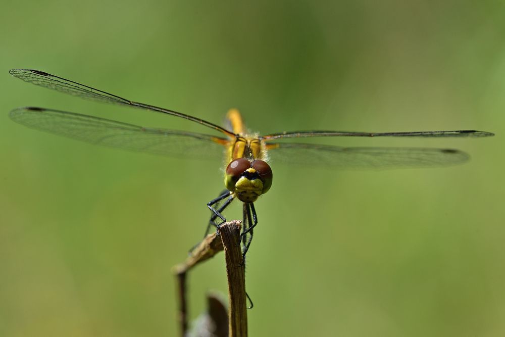 Photo 2895292