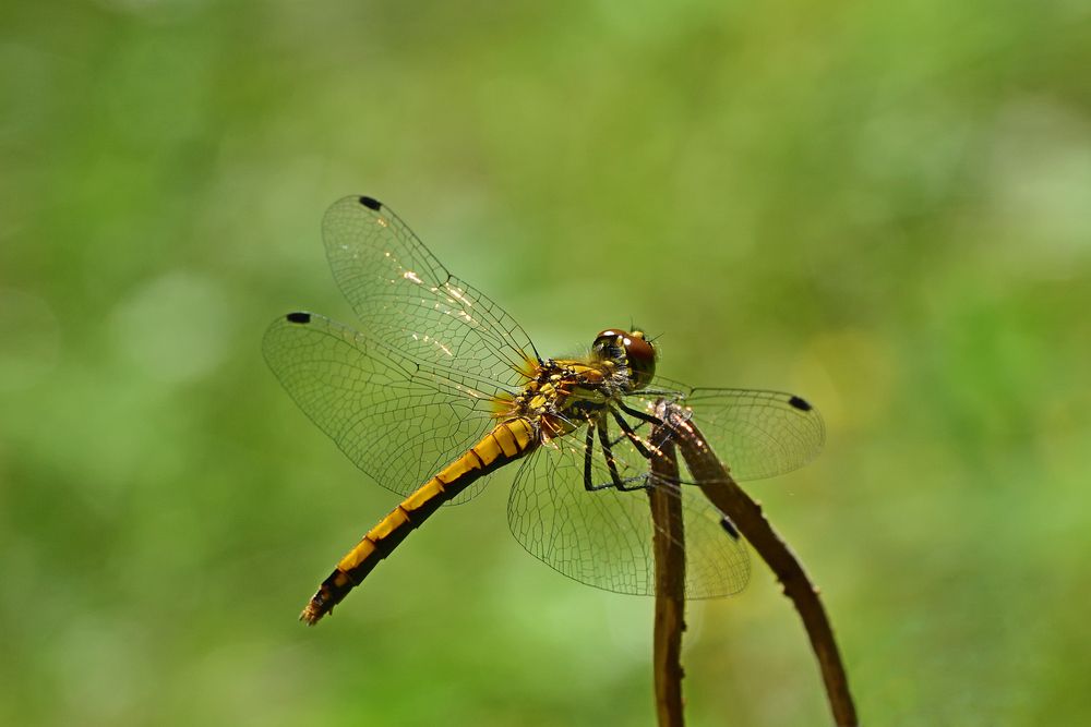 Photo 2895295