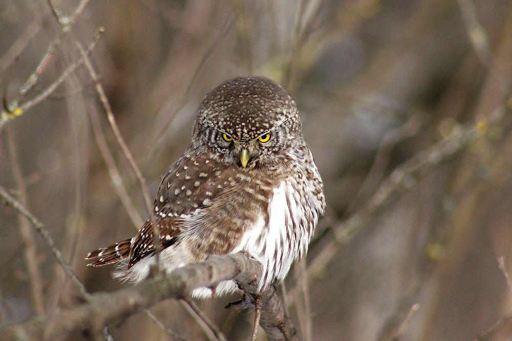 Photo 2896736