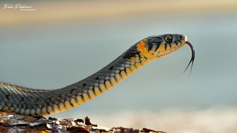 уж