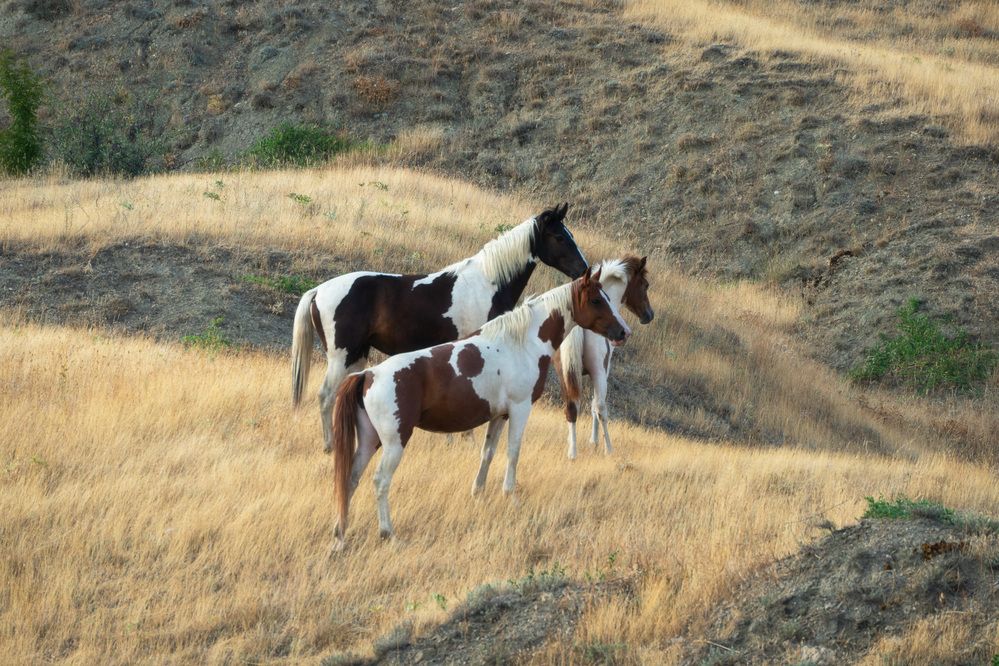 Photo 2898231