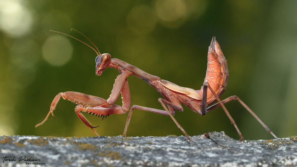 MANTIS