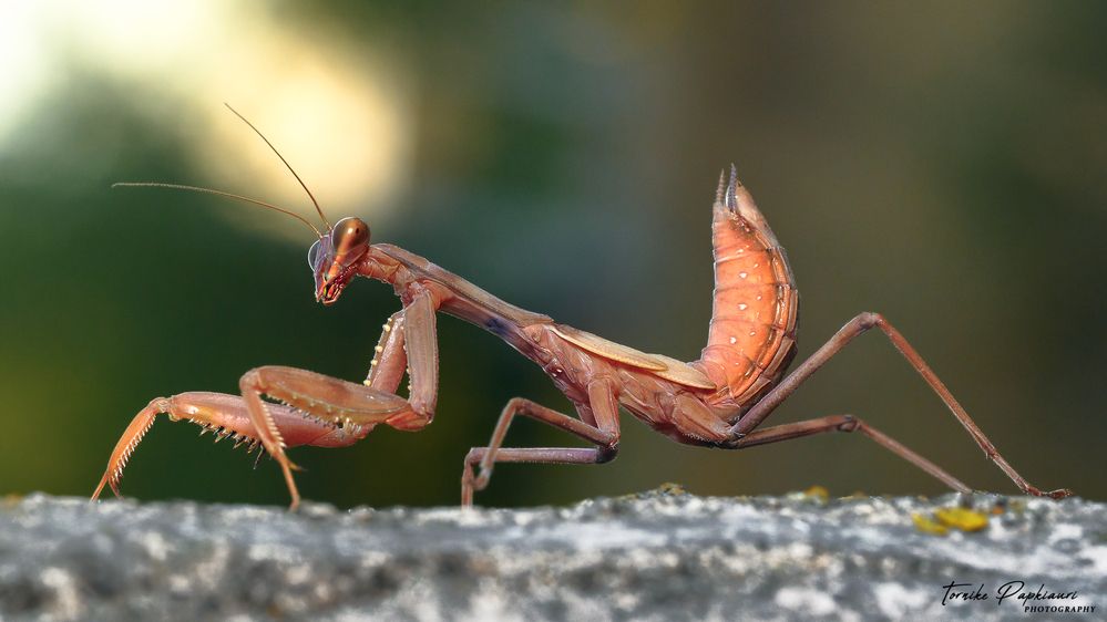 MANTIS