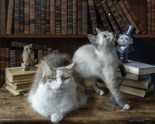 - Все верхоглядством занимаешься?
-Нет, моль ловлю, чтобы книжки не съела!