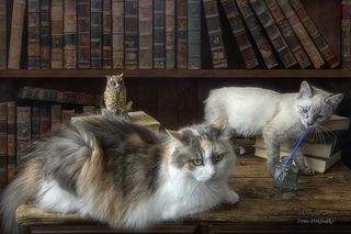 - Бестолочь, кто же зубами пишет? Лапами надо!