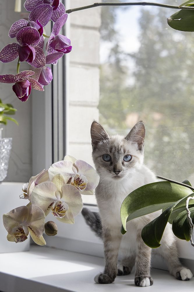 Котенок среди орхидей