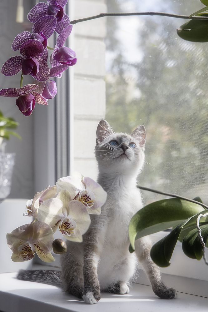Котенок среди орхидей