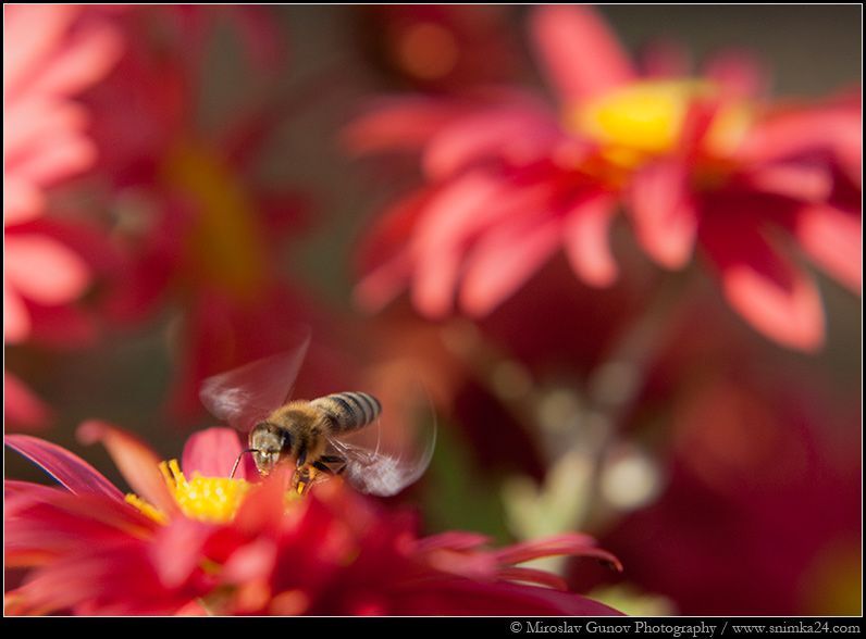 Bee