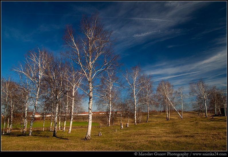 Birch forest