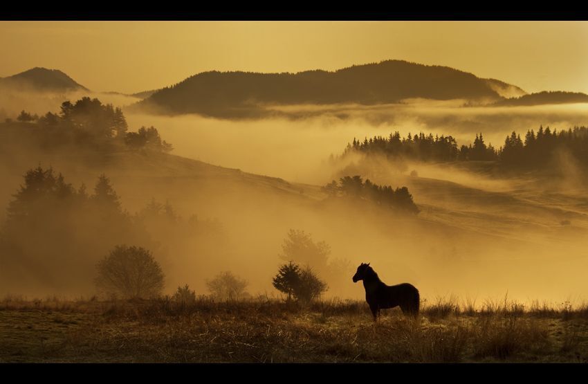 Morning with the Black horse