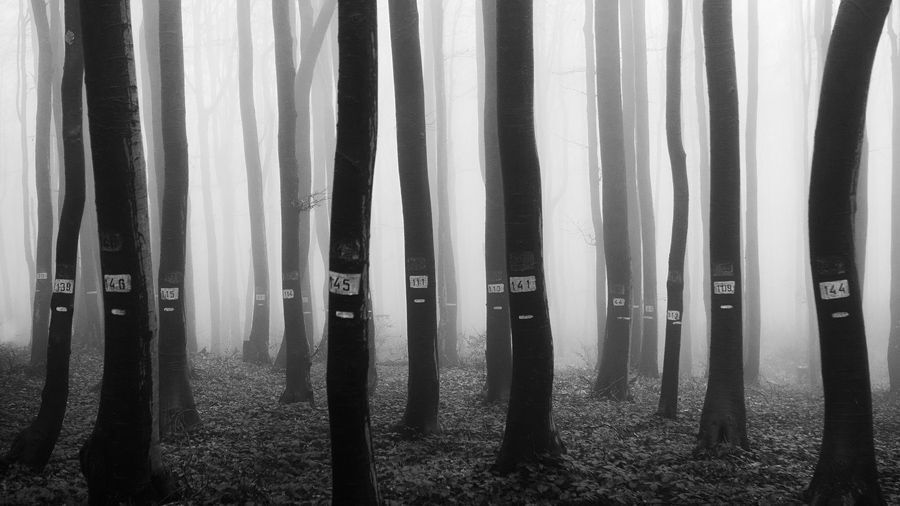Doomed forest