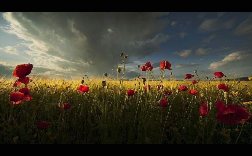 Summer fields