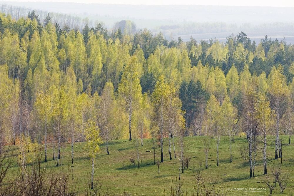 Ласкают взор поляны нашей Родины