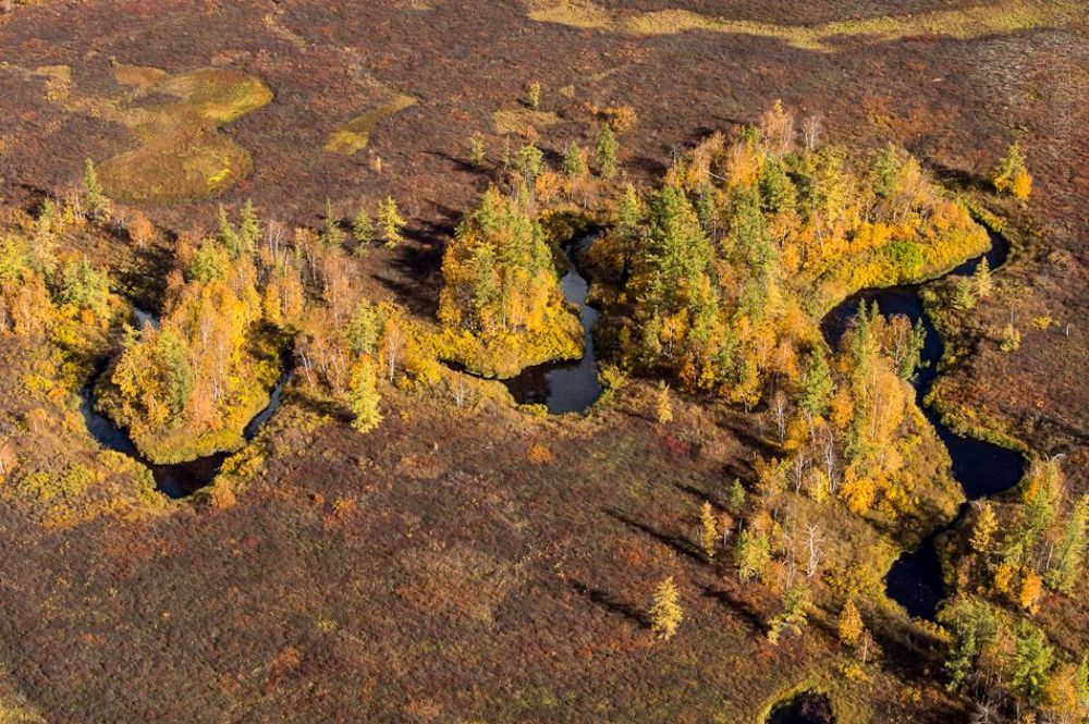 Осенние краски лесотундры
