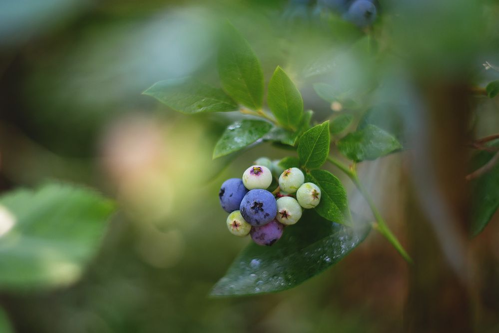 Гелиос 40-2 85 MM F/1.5