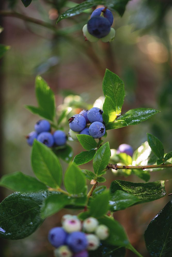 AF-S 105mm f/2.8G