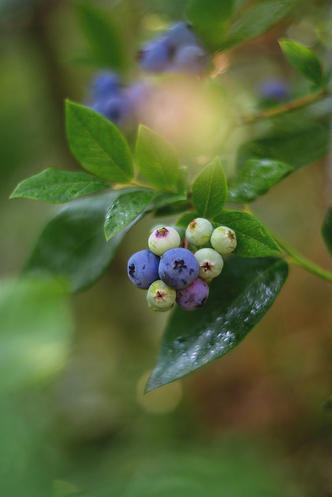 Гелиос 40-2 85 MM F/1.5