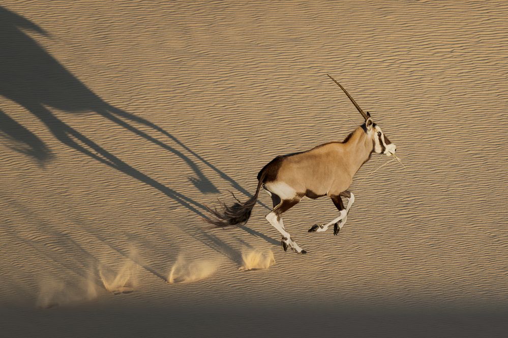 Desert Unicorn