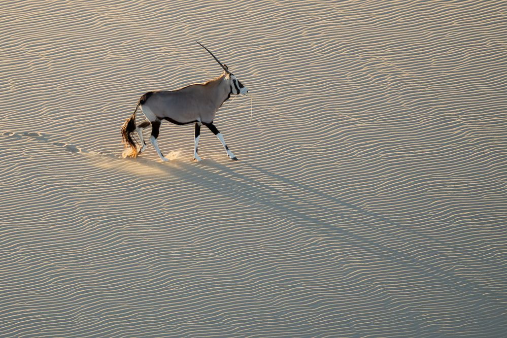 Desert Unicorn