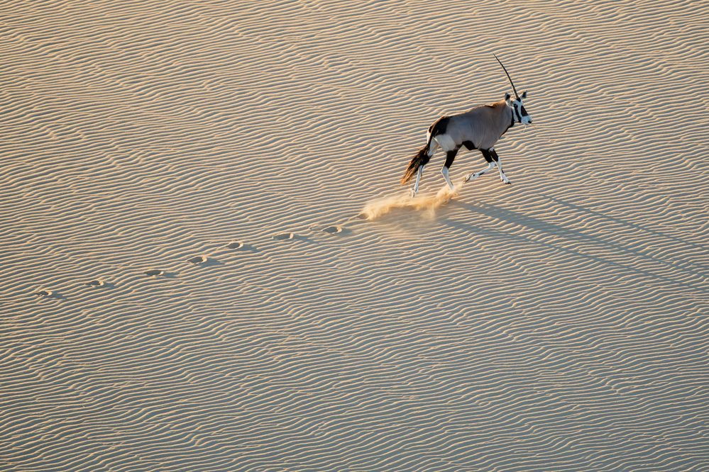 Desert Unicorn