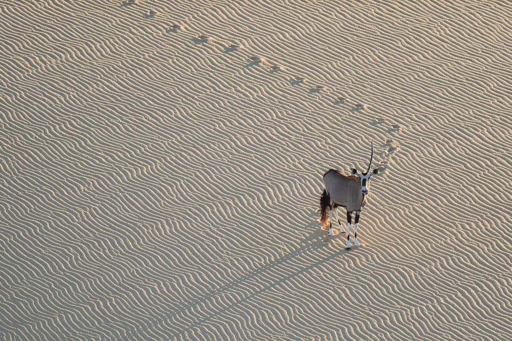 Desert Unicorn