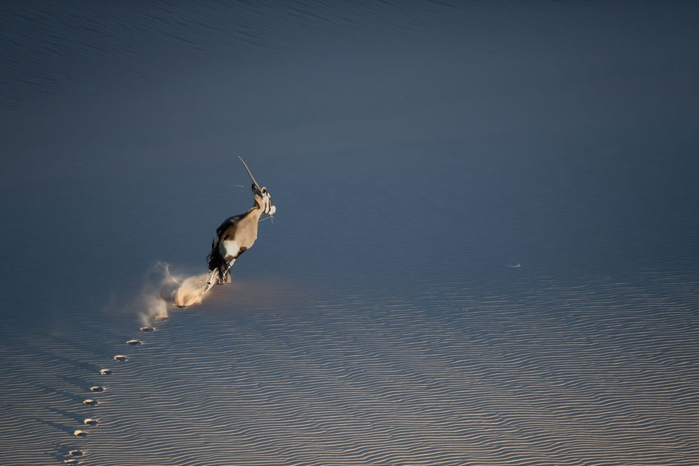 Desert Unicorn