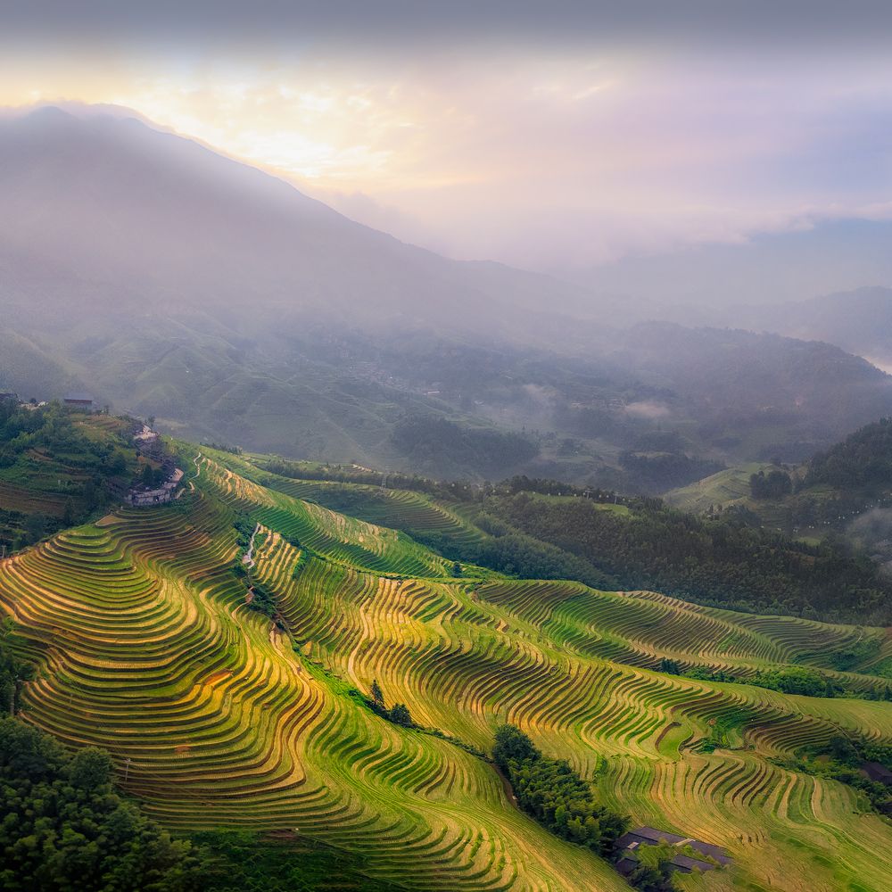 Longji Rice Terraces. Guilin. China