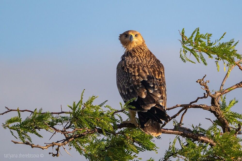 Imperial eagle