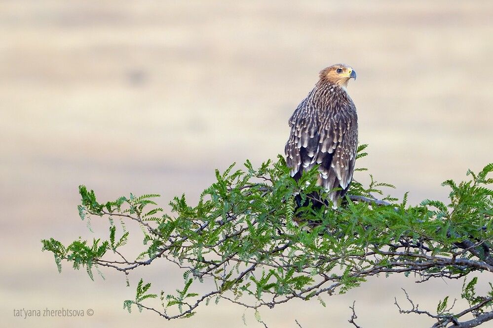 Imperial eagle