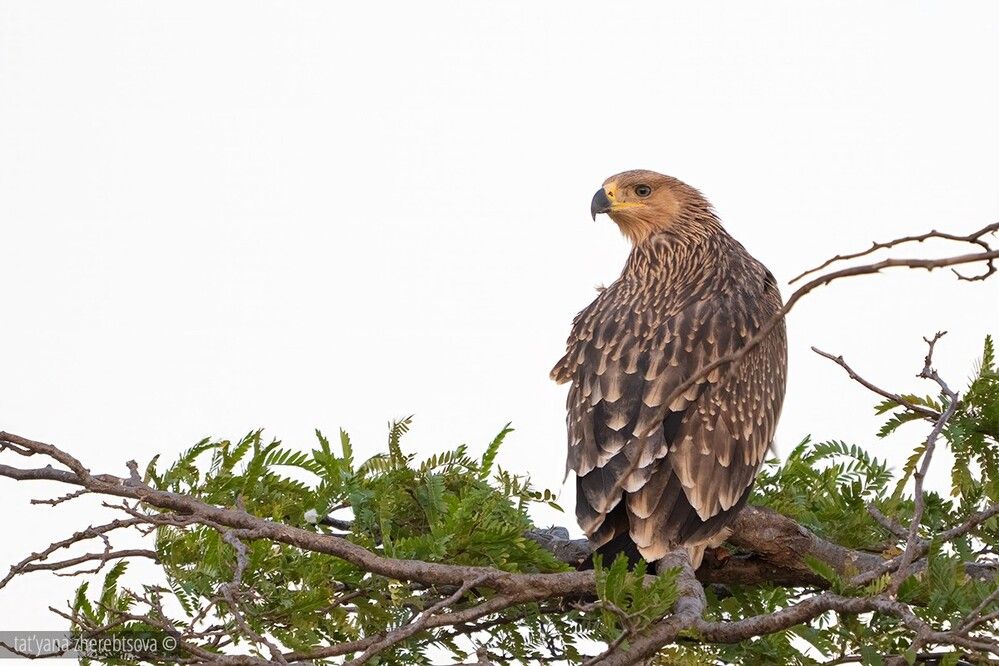 Imperial eagle