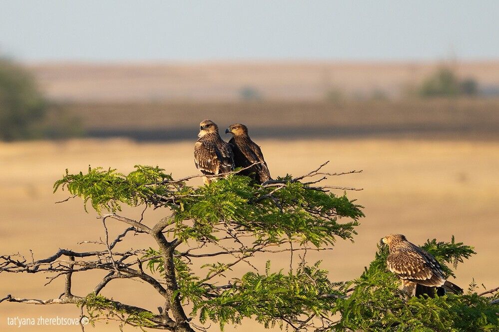 Imperial eagle