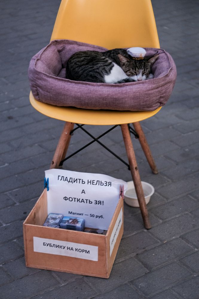 Гладить нелзя а фоткать зя!