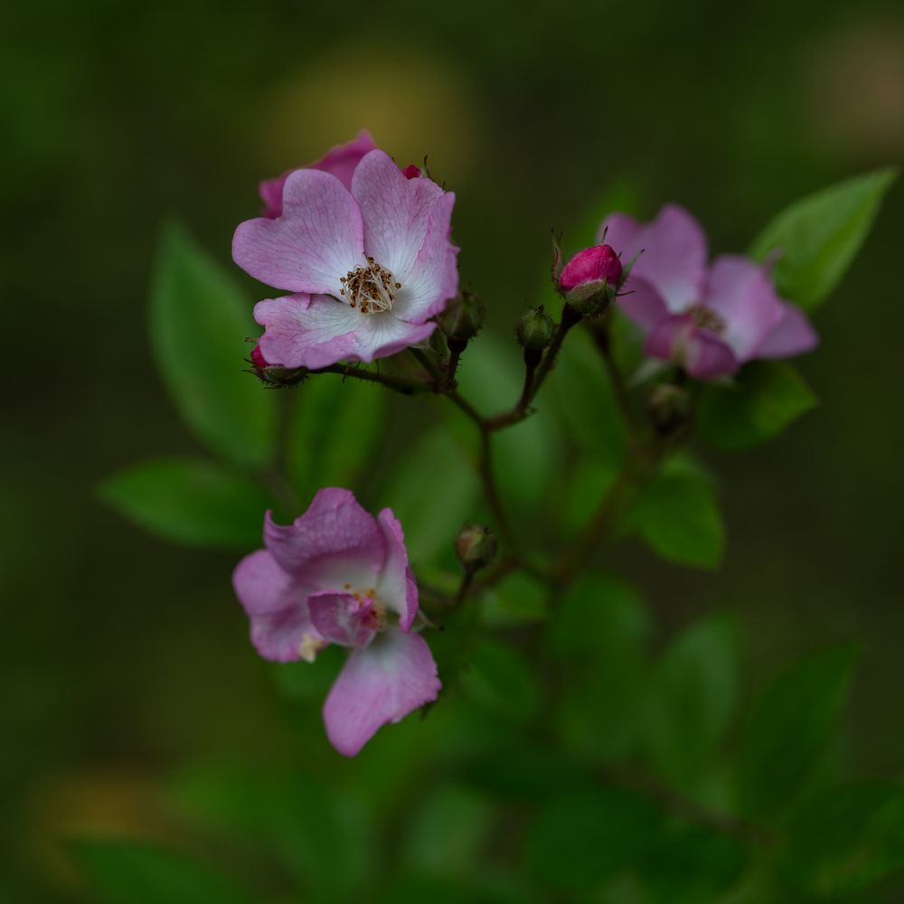Photo 2902593